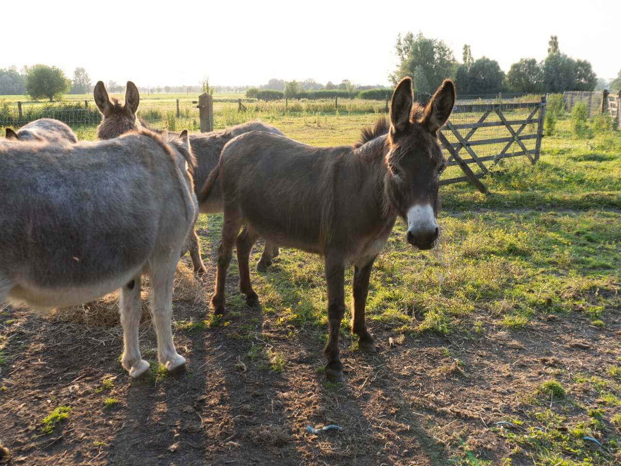 feestlocatie met dieren